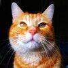 coolcatjewelry
